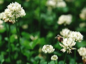 山田養蜂場で購入するなら『このポイントサイト』を経由しよう！